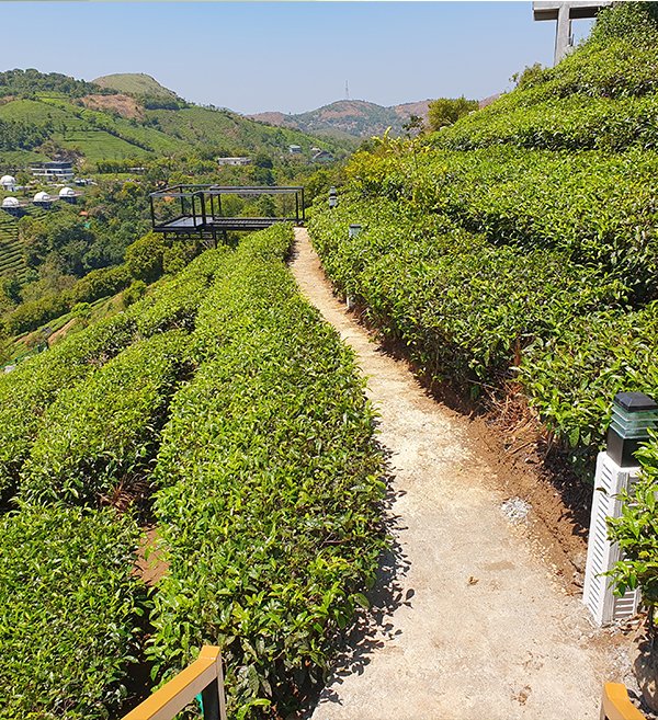 honeymoon resorts in vagamon